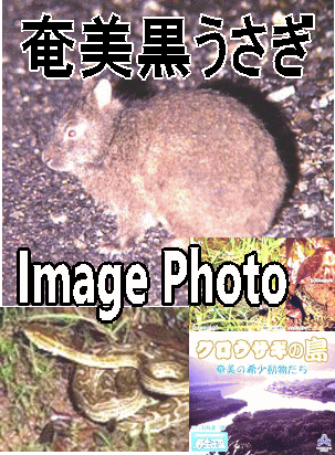 奄美大島,アマミノクロウサギ,野生の王国,DVD