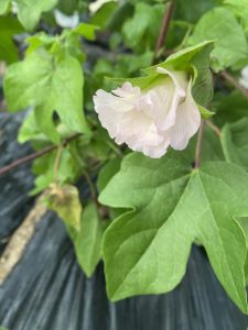 棉(綿)の花