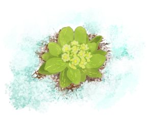 ふきのとう ベスト